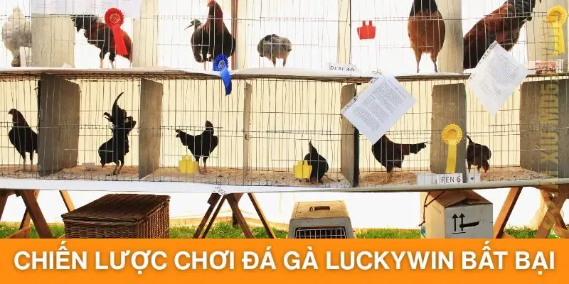 Bật mí chiến lược chơi đá gà Luckywin bất bại từ chuyên gia