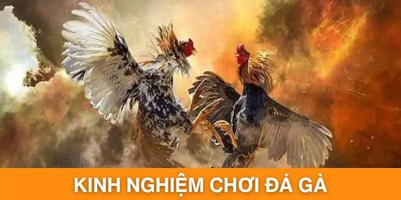 Chia sẻ những lời khuyên giúp ích trong quá trình chơi
