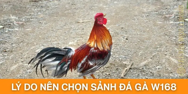 Tìm hiểu những lý do mà người chơi nên chọn sảnh này