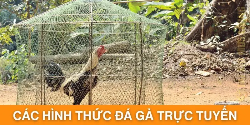 Tổng hợp các hình thức đá gà trực tuyến nổi bật tại hệ thống
