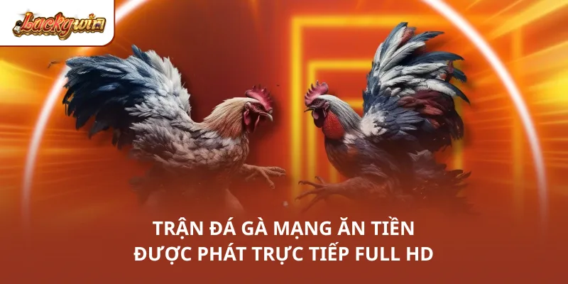 Trận đá gà mạng ăn tiền được phát trực tiếp full HD